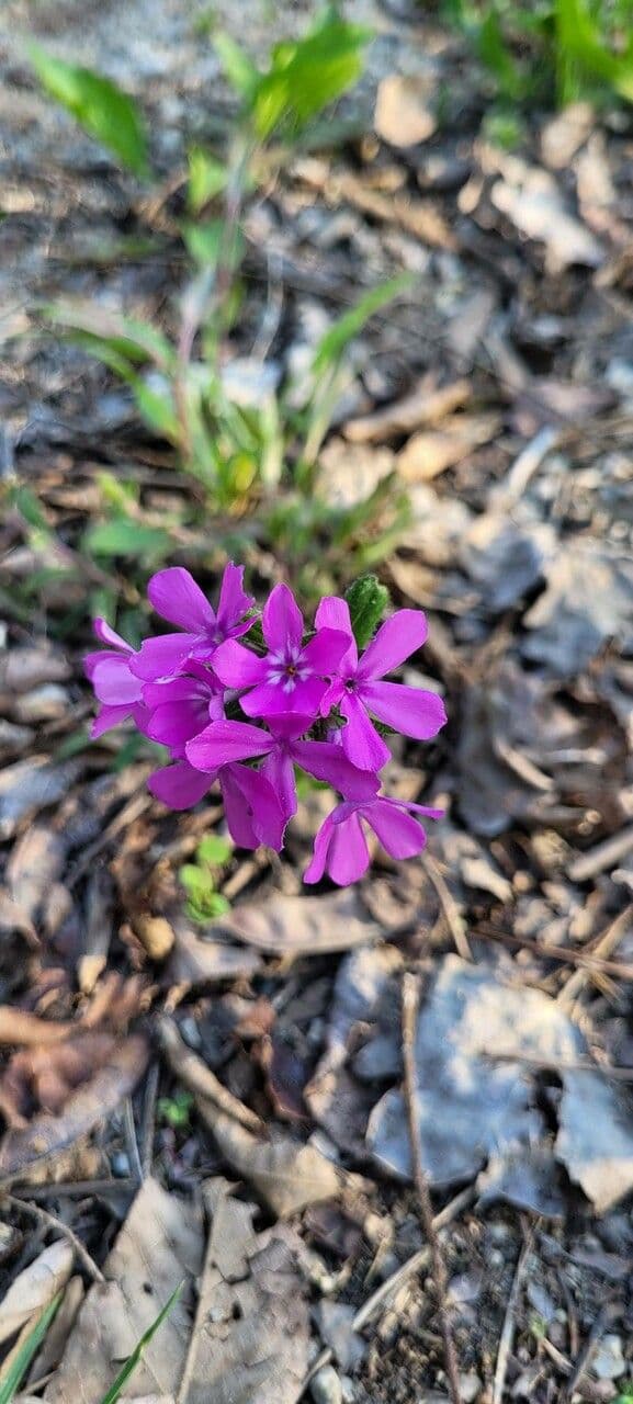 Flocos amoena 4