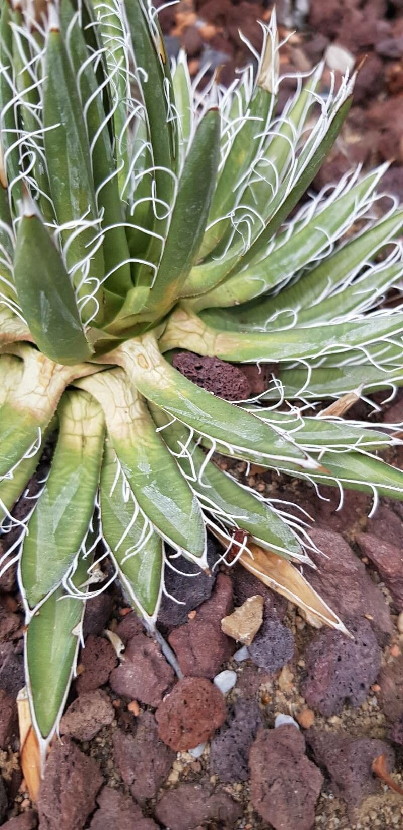 Agave 6