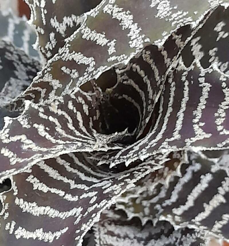 Orthophytum