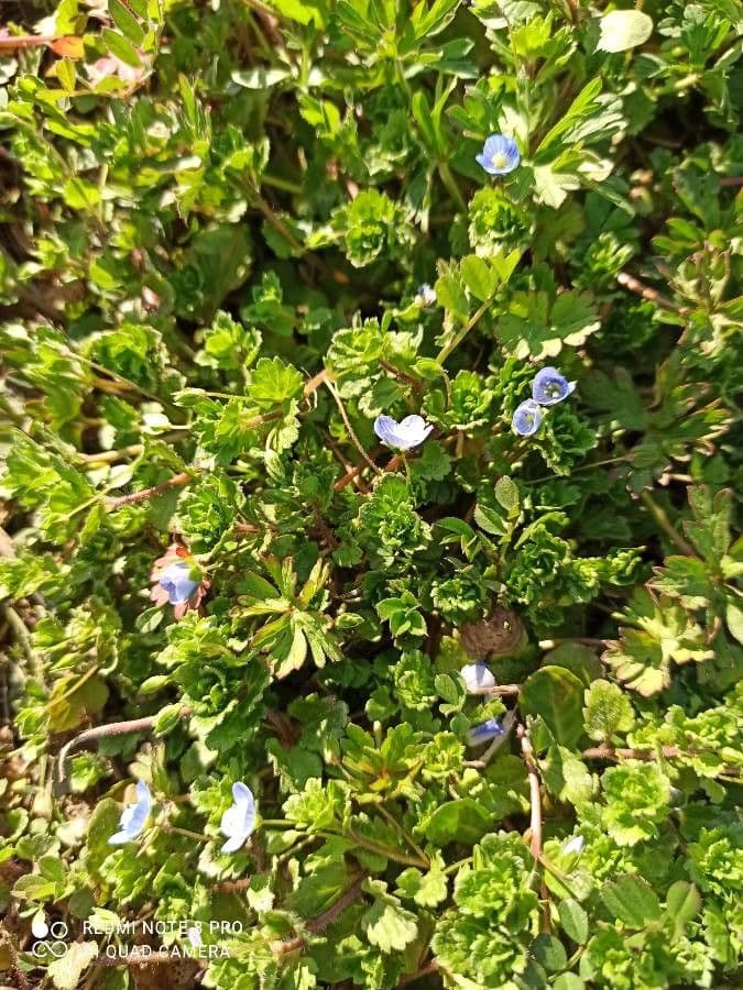 Veronica filiforme 2