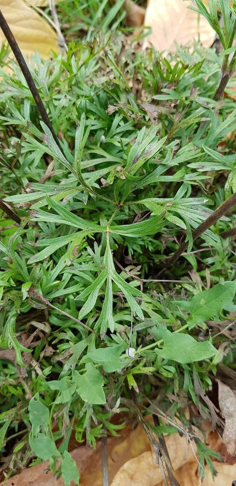 Anemone multifida 13