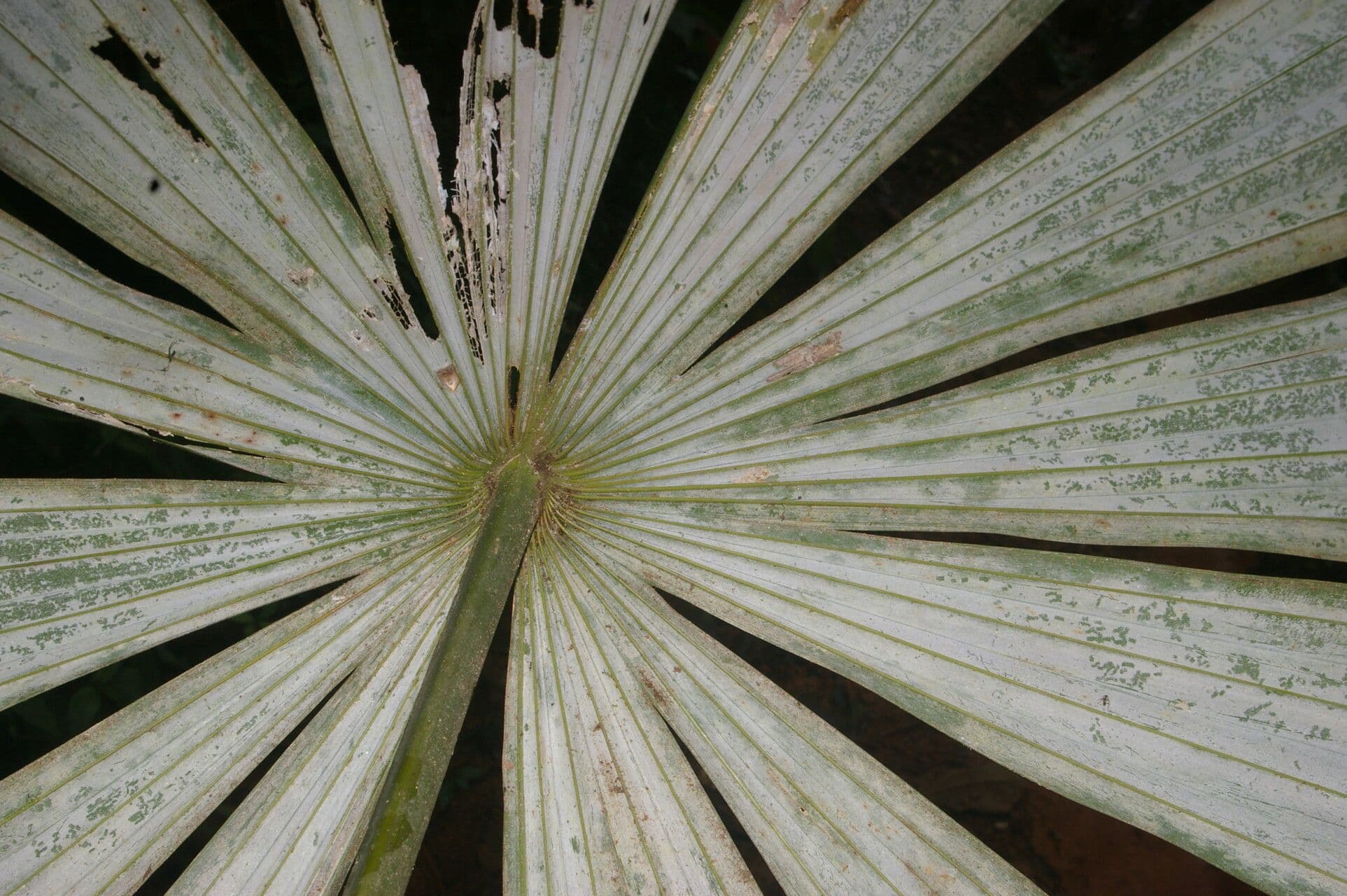 Cryosophila 5