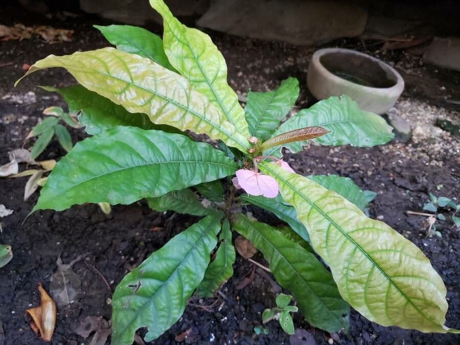 Dalechampia 6