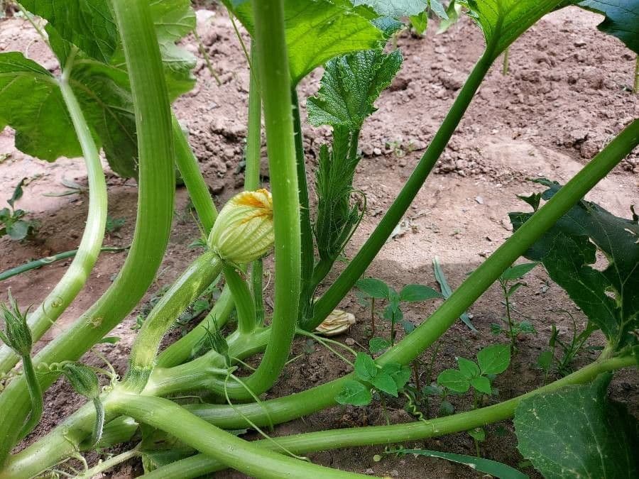 Bitter bottle gourd 25