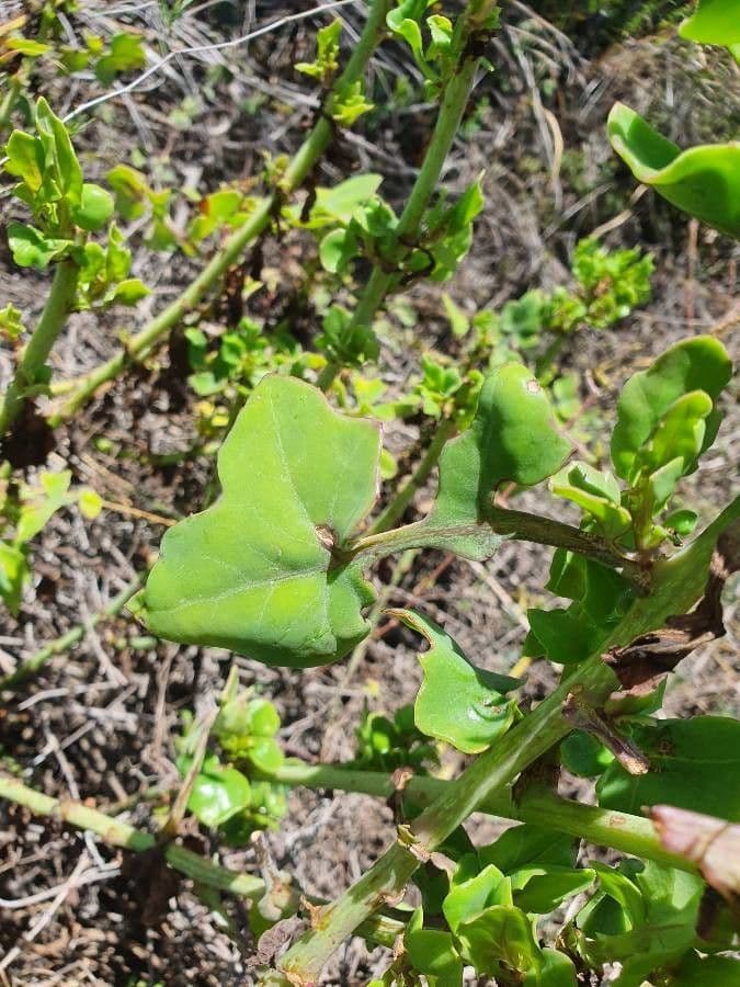 Afrikanische Gänseblümchen 10