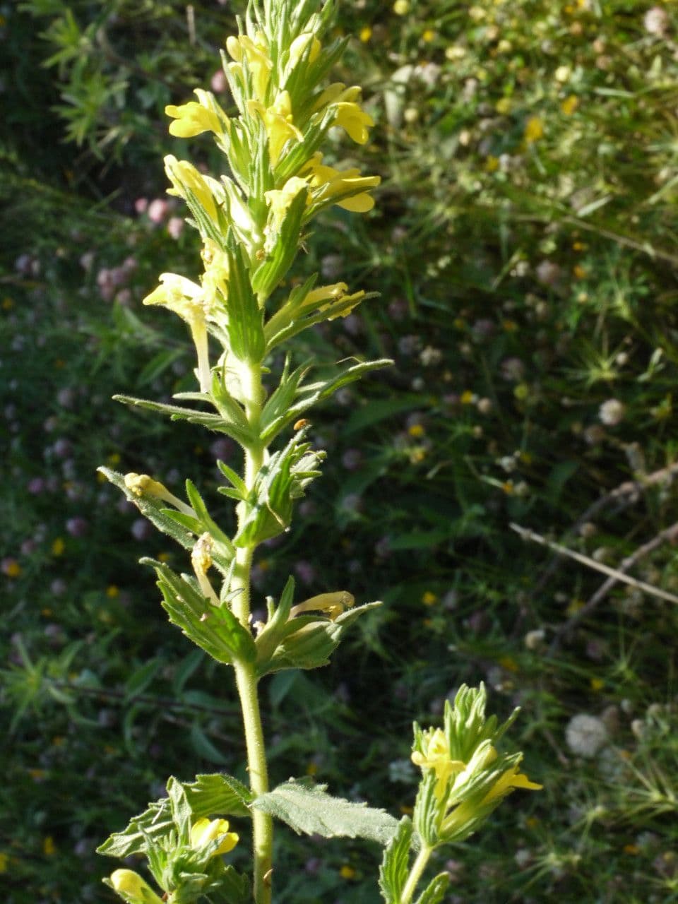 Speronella viscosa 30
