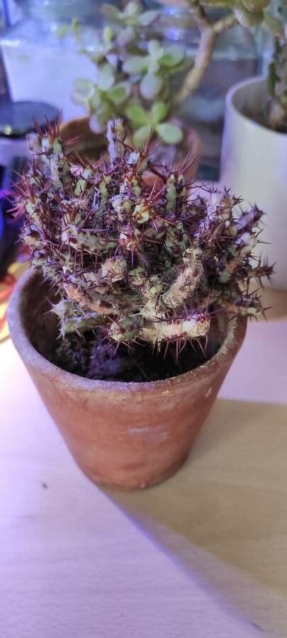 Euforbia verdastra 8