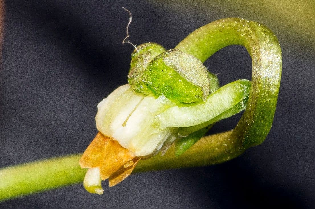 Viola pelosa