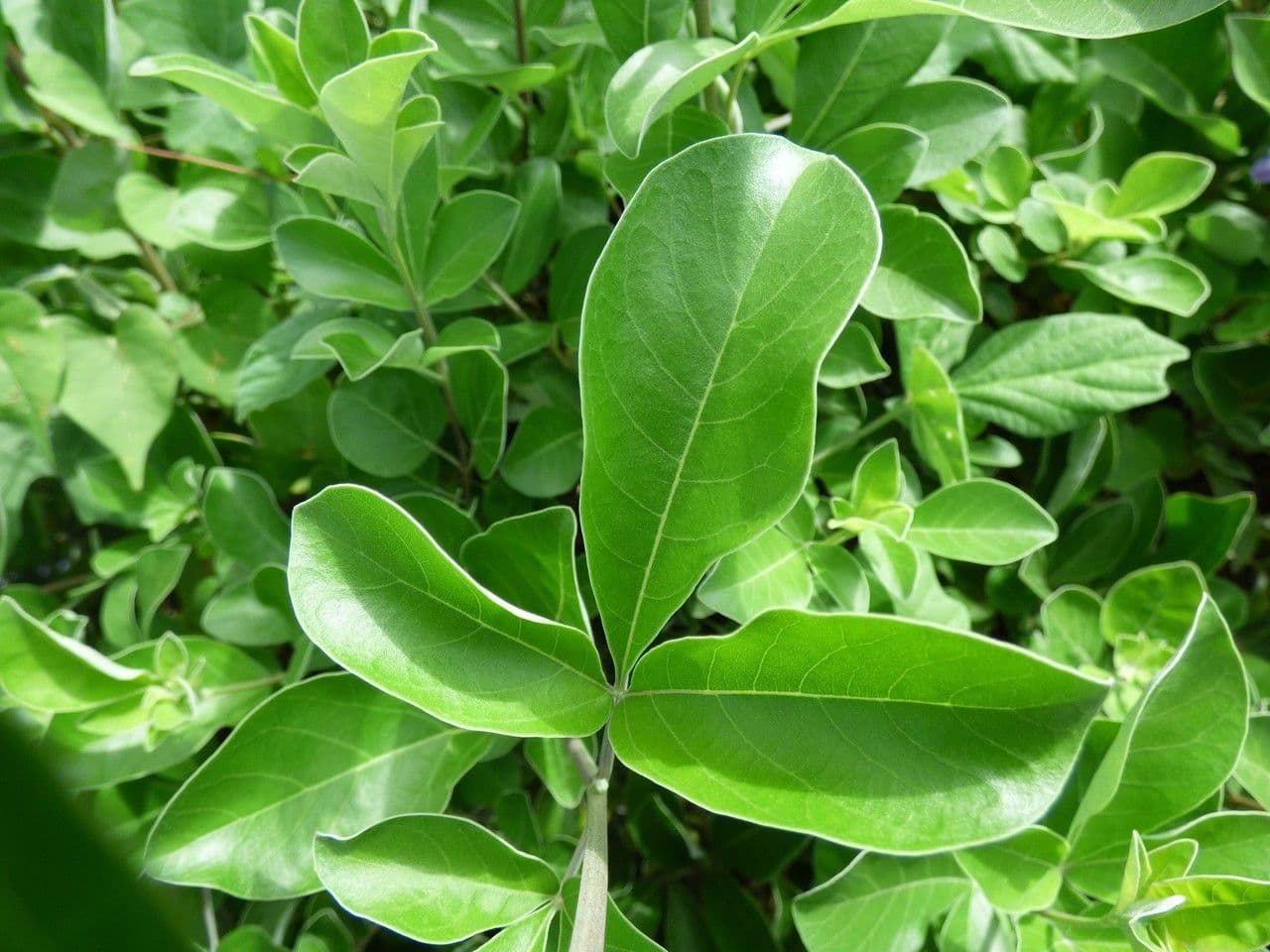 Vitice trifogliata 18