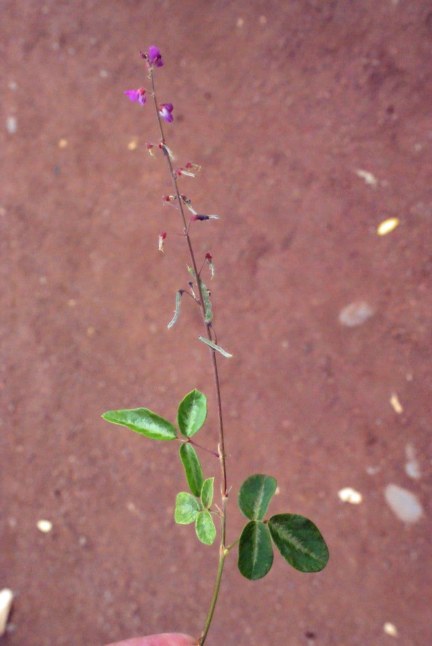 Desmodium 24