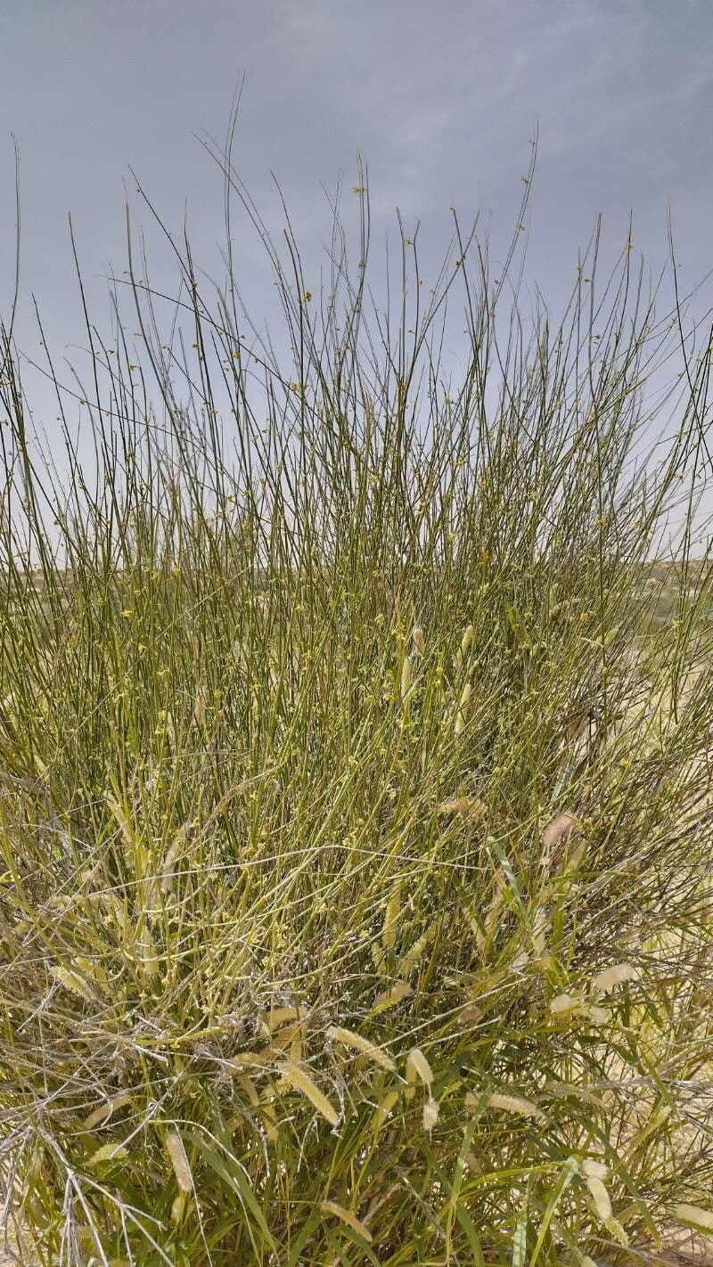 Leptadenia pyrotechnica 11