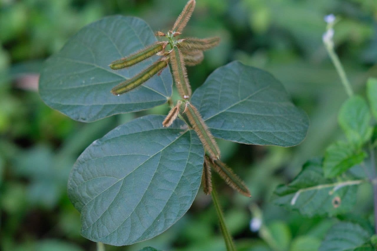 Calopogonium 4
