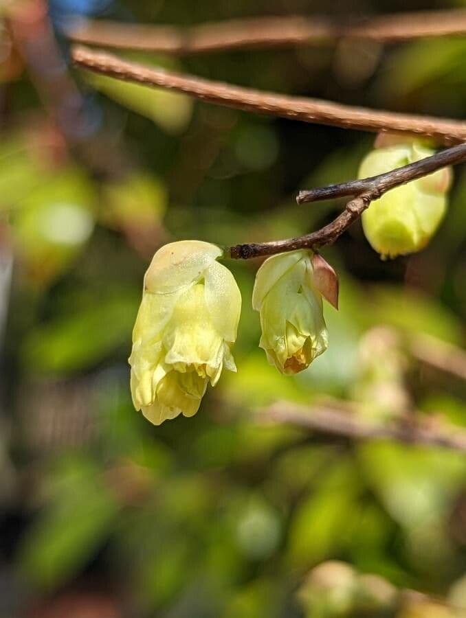 Corylopsis 6