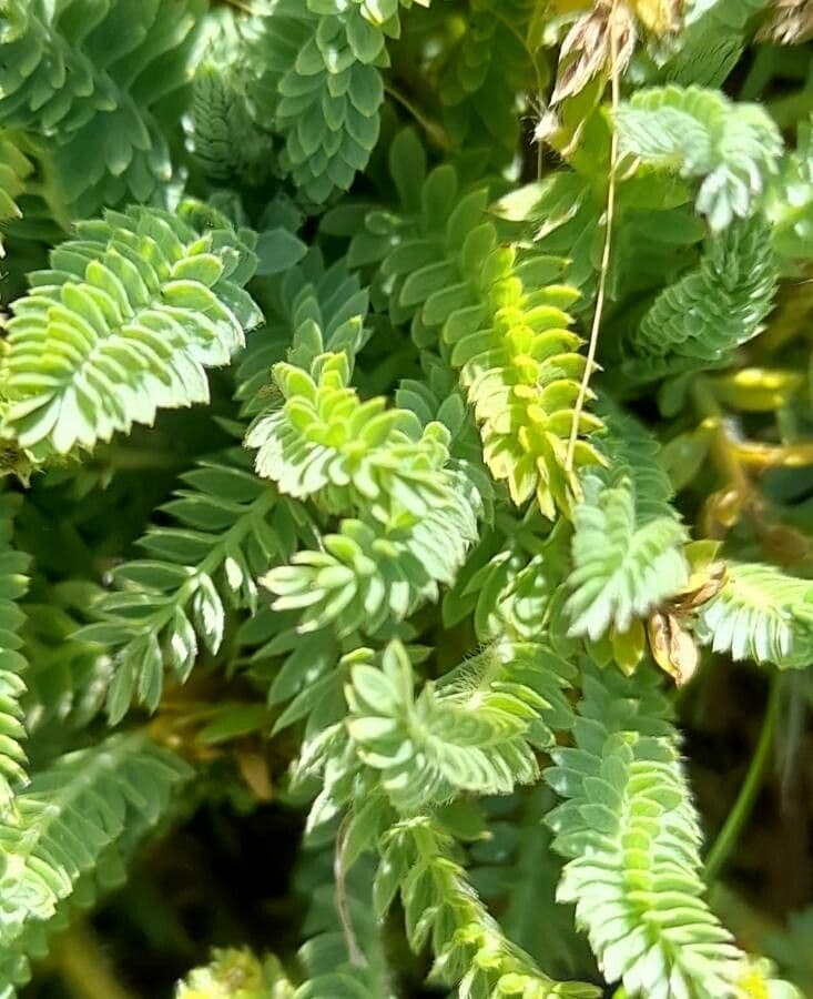 Alchemilla 3
