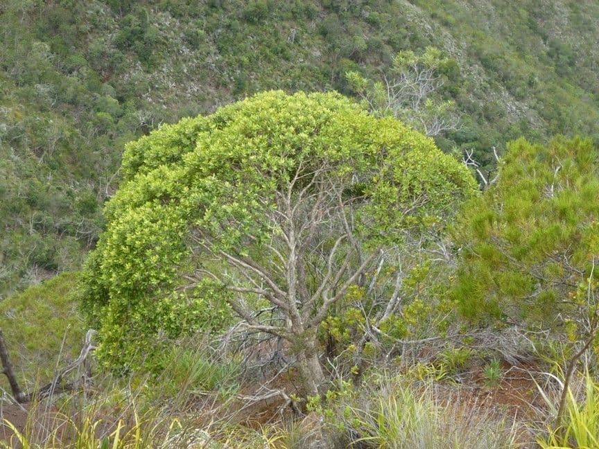 Tristaniopsis