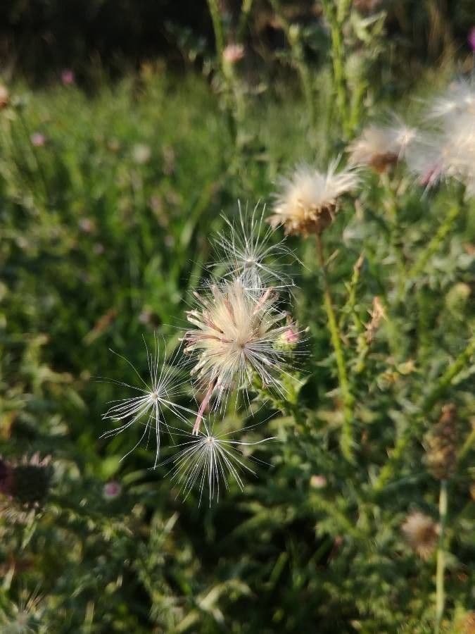 Weg-Distel