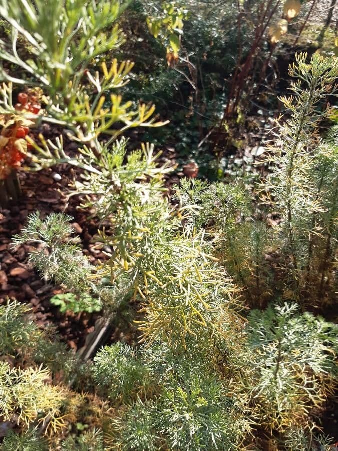 Weiße Artemisia 23