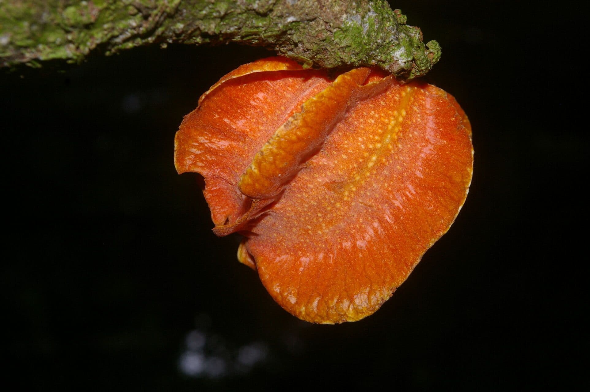 Carpotroche 7