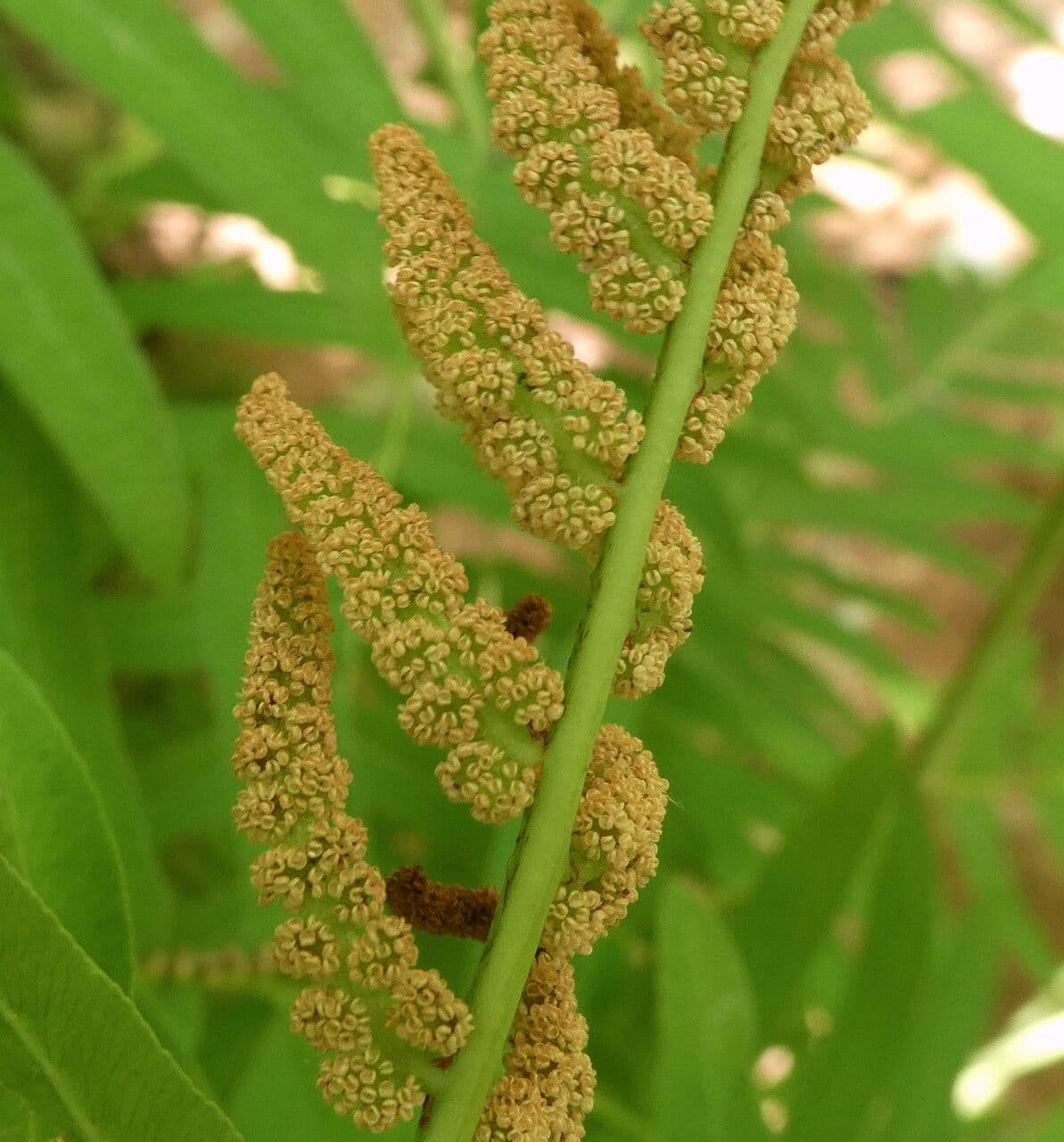 Długosz królewski 3