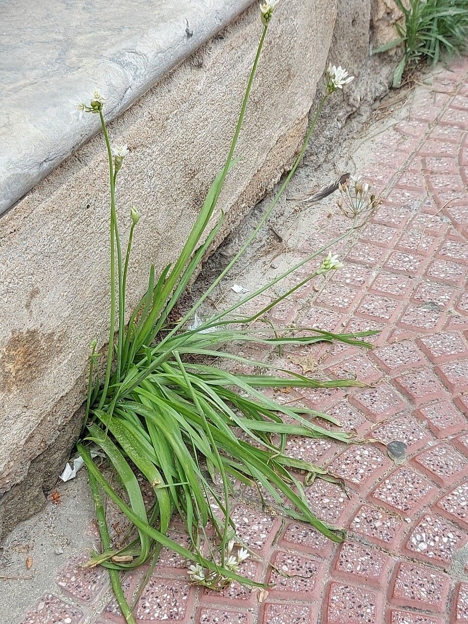 Nothoscordum 11