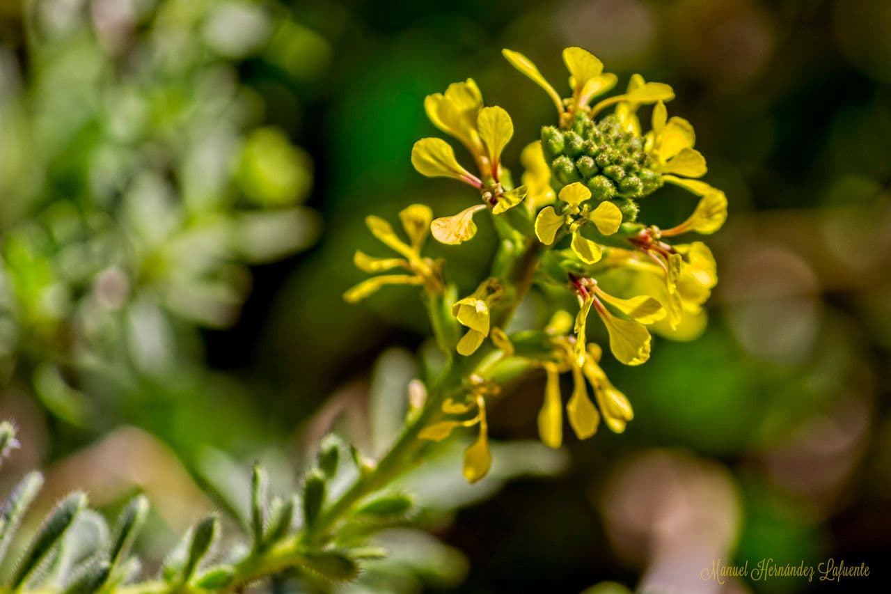 Falsa ginestra 5