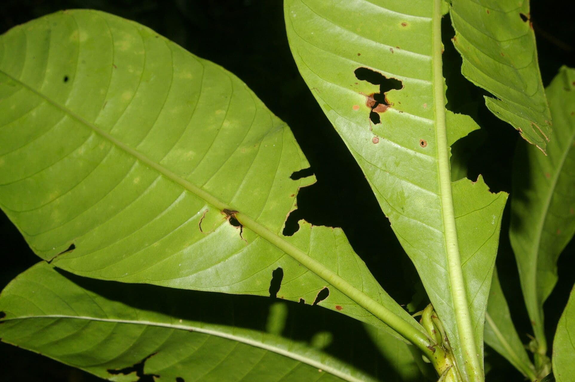 Große Psychotria 20