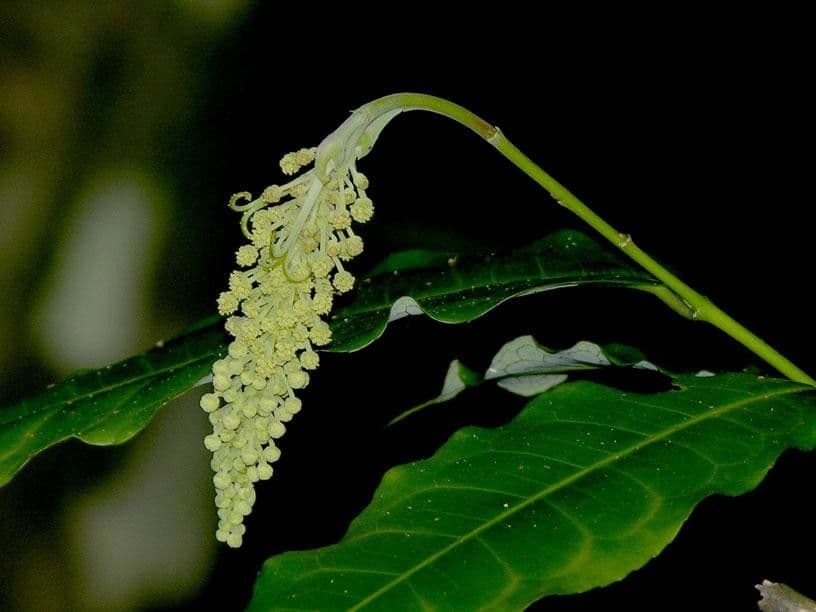 Mabea occidentale 19