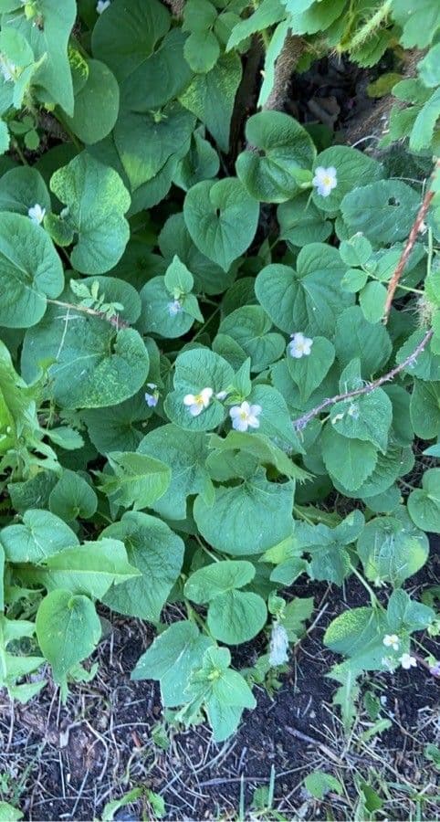 Viola del Canada 12