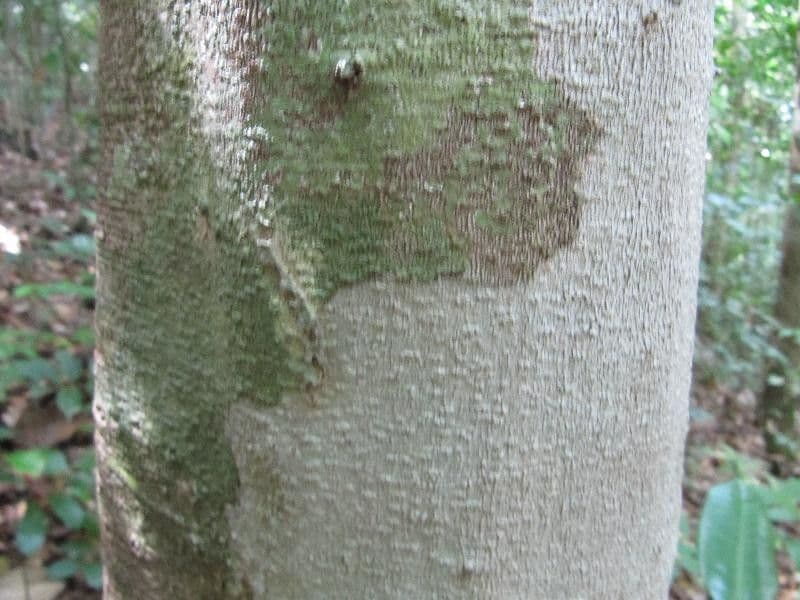Demerara-Kopalholzbaum 3