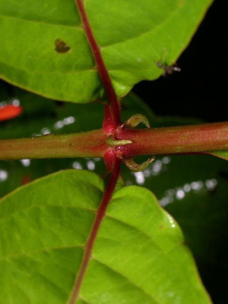 Hamelia 23