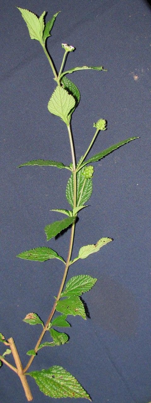 Lantana áspera 5
