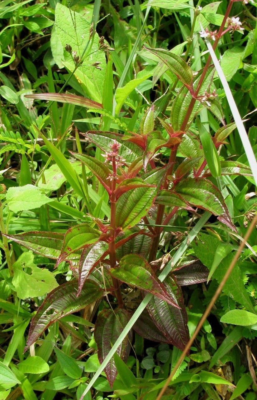 Aciotis purpurascens 7