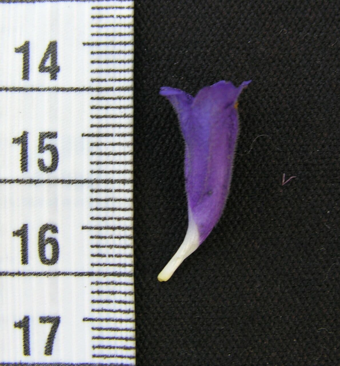 Strobilanthes 18