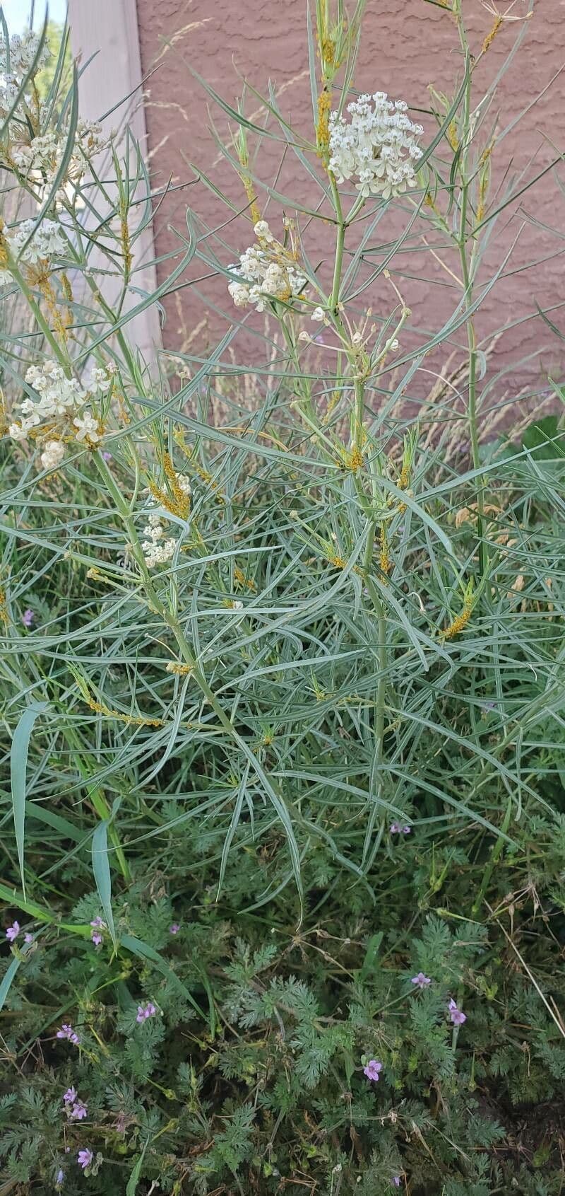 Asclepias verticillata 15
