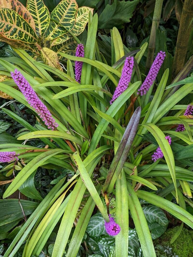 Arpophyllum 4