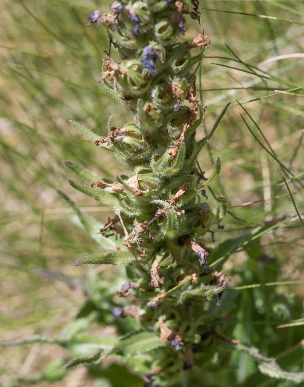 Campanula spigata