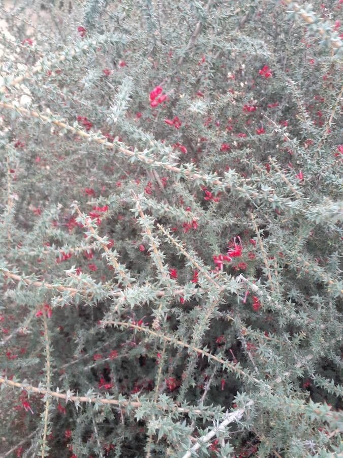 Grevillea