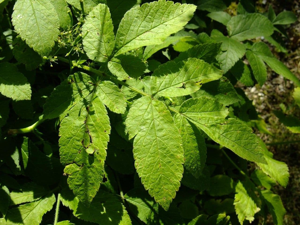 Cerfoglio aromatico 14