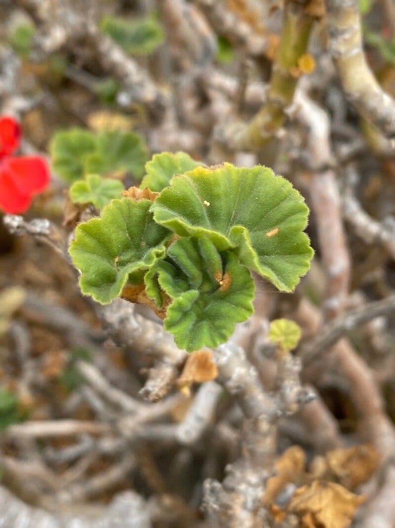 Geranium 12