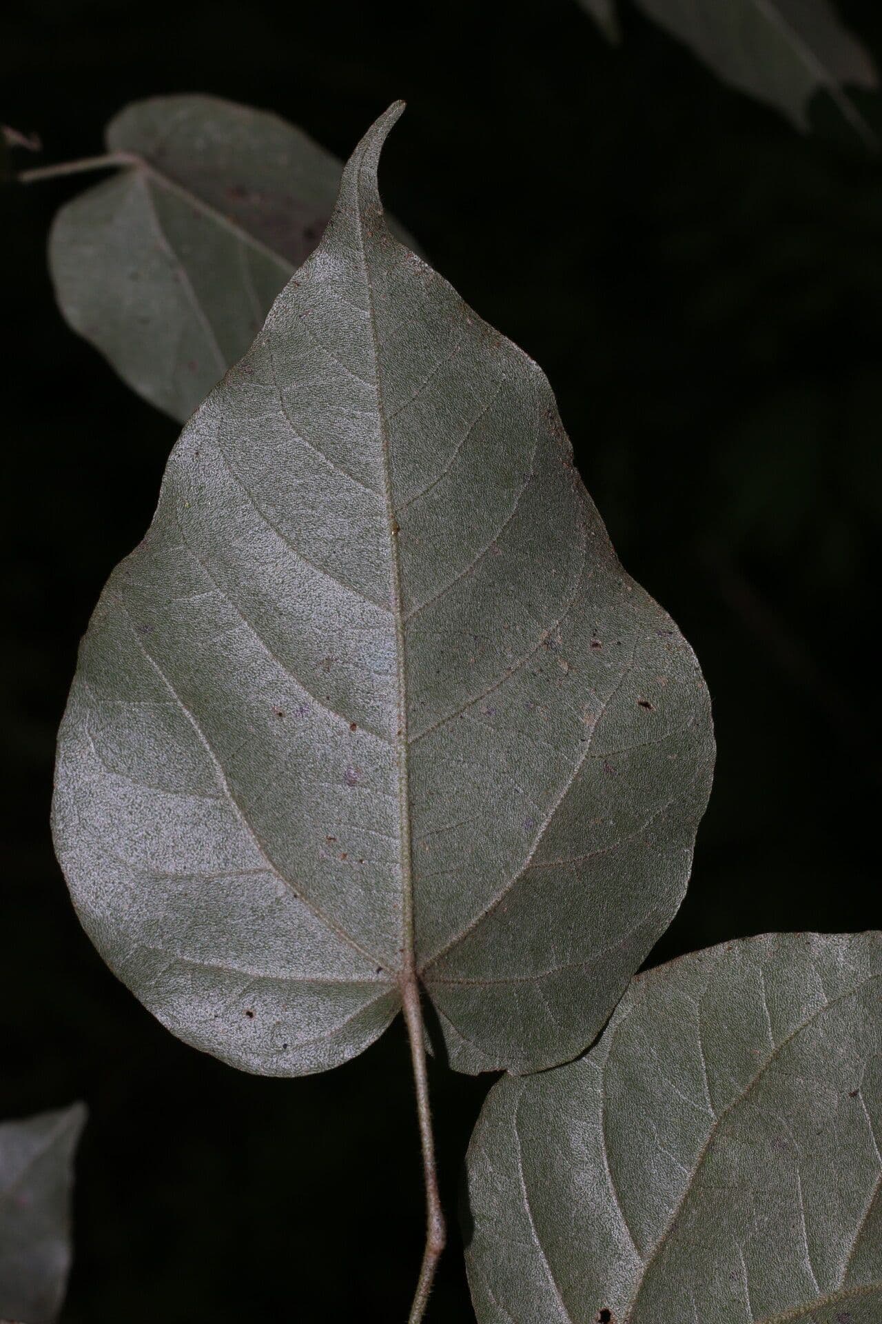 Croton niveo 5
