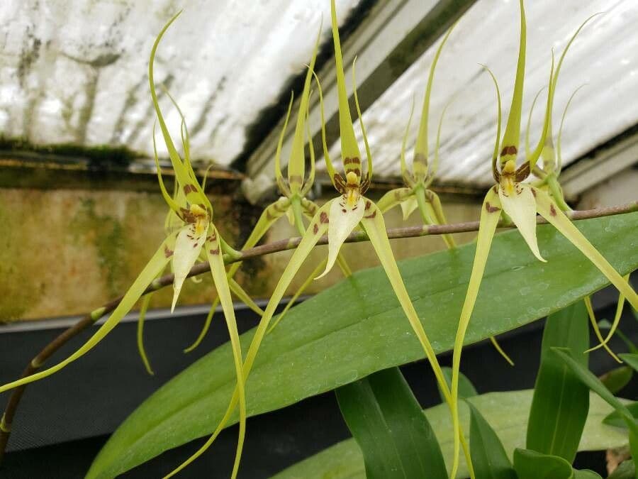 Brassia 2