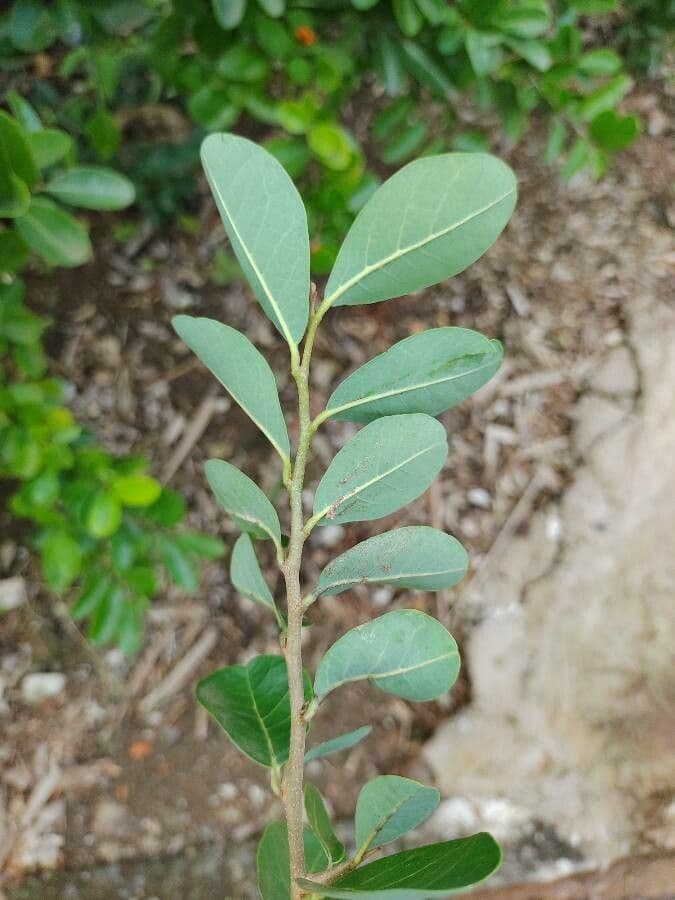 Annona 12
