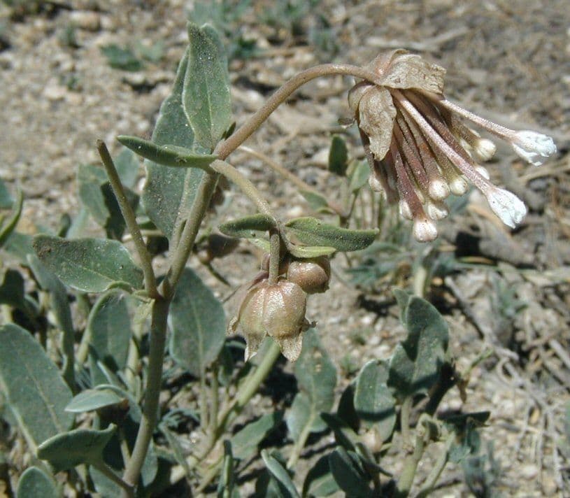 Abronia fragrante 3