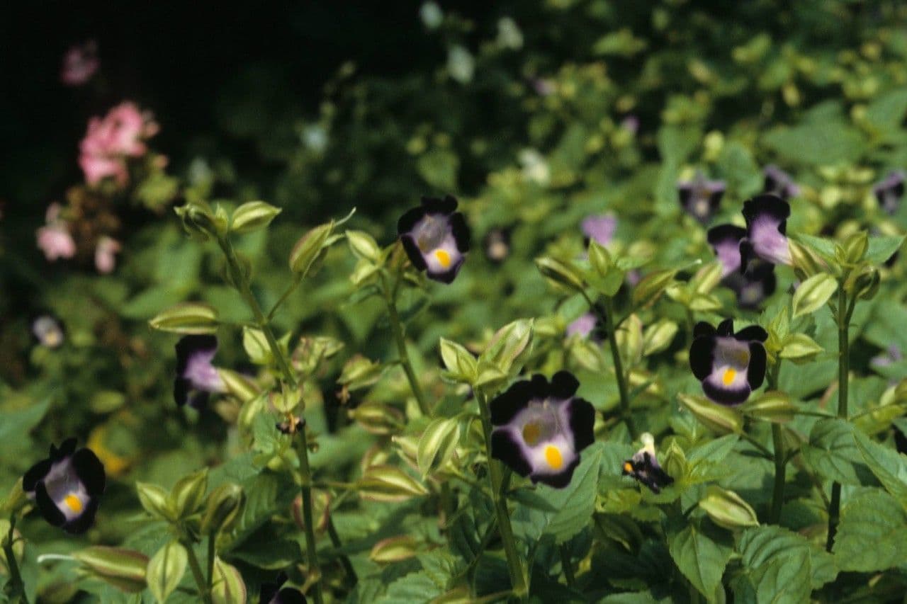 Torenia 12