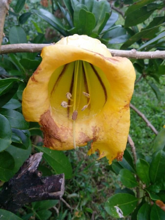 Kelchblume 5