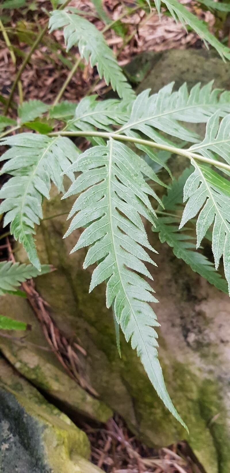 Woodwardia 5