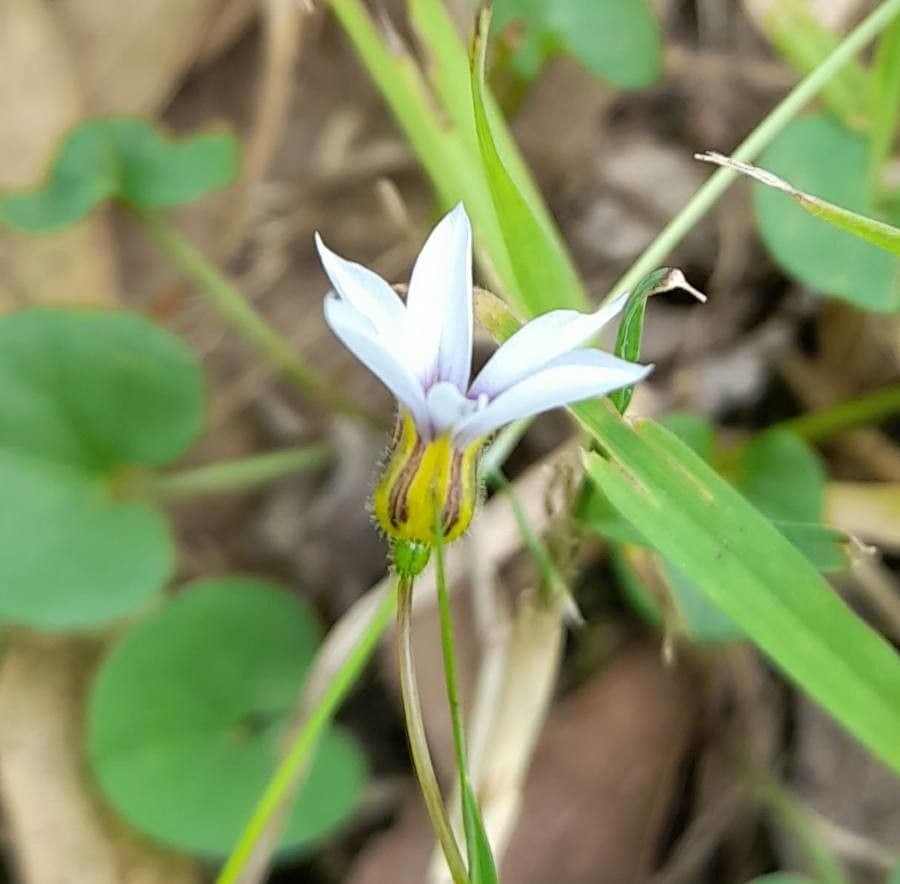 Sisyrinchium micranthum 4