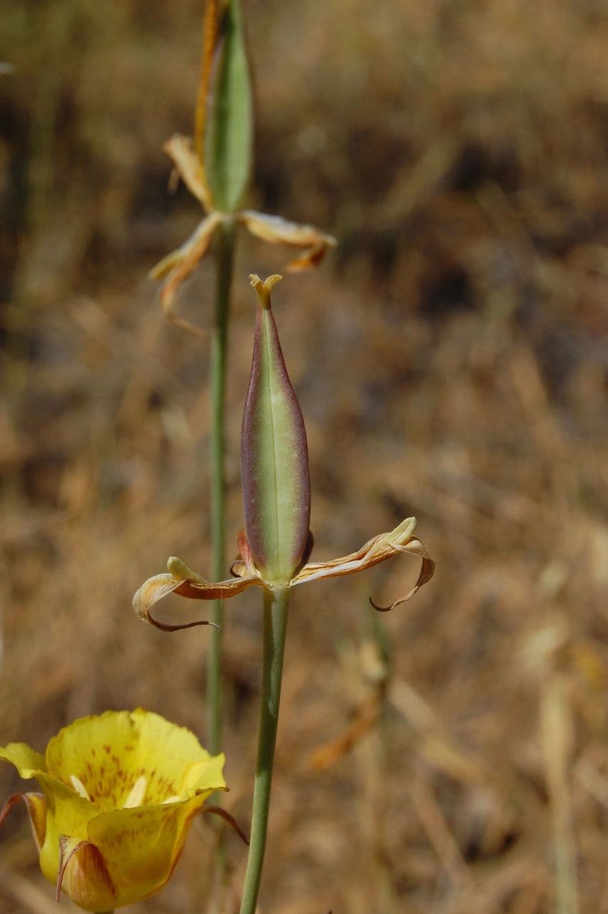 Calochortus luteus