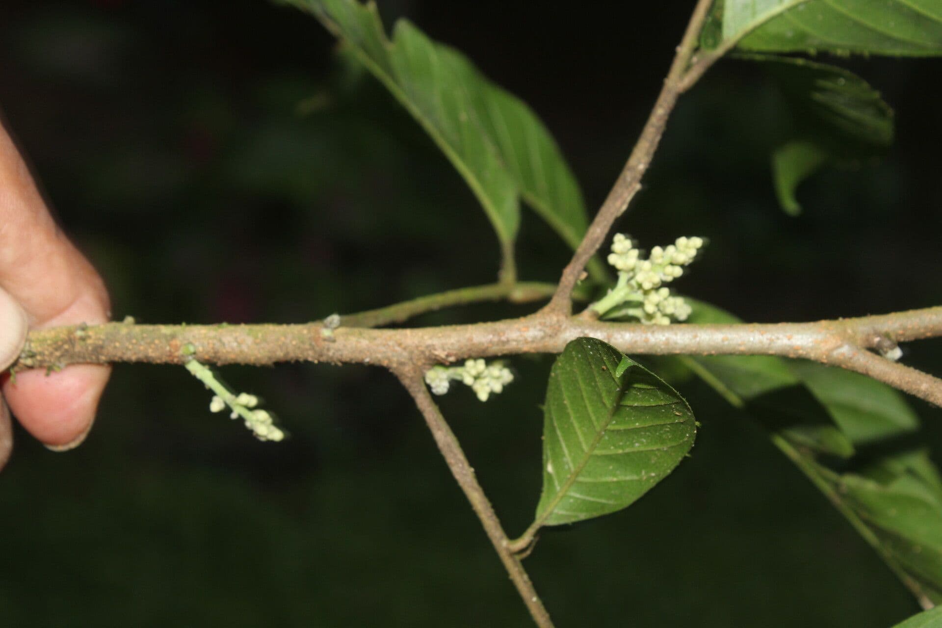 Trichilia
