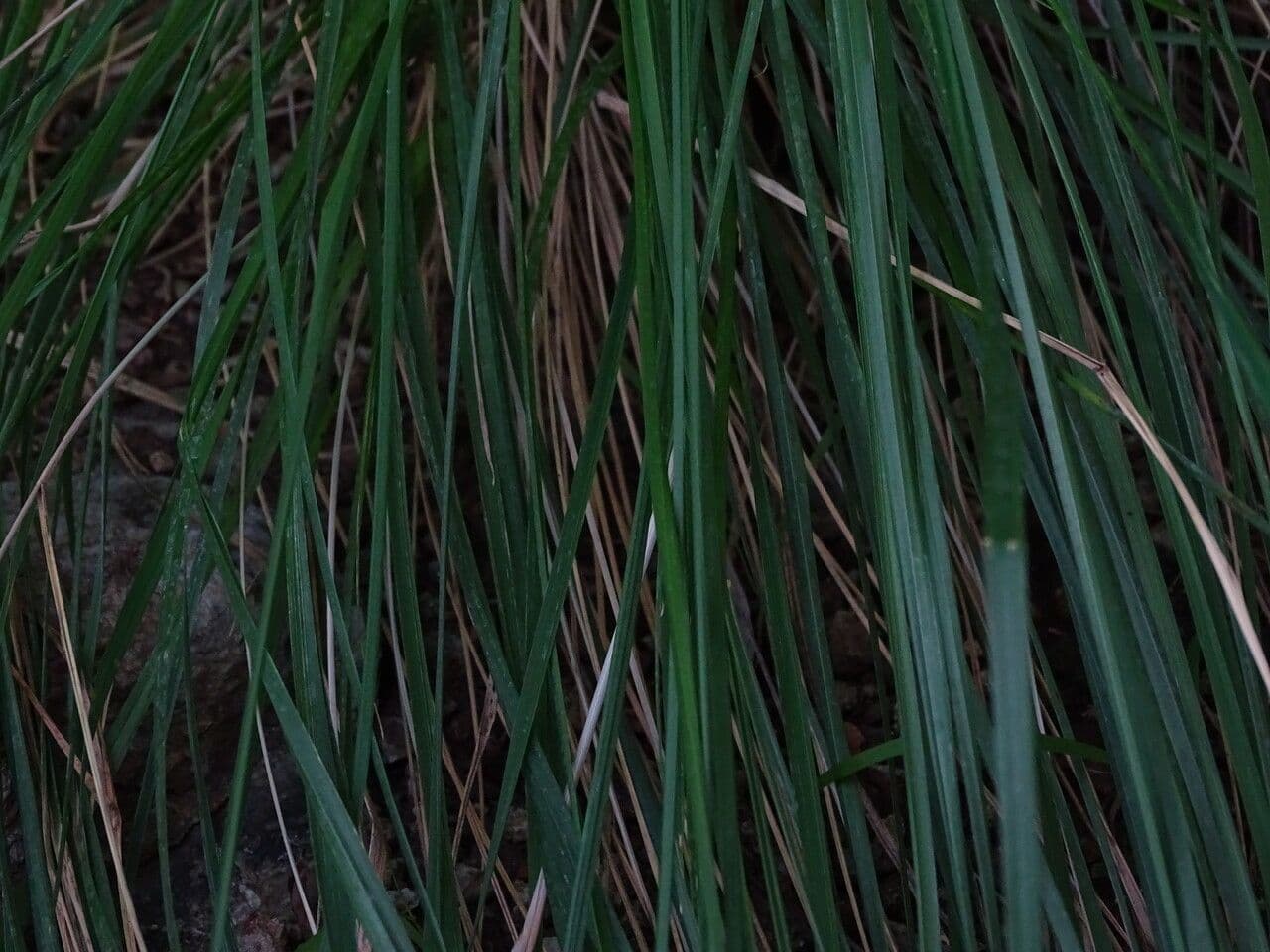 Muhlenbergia